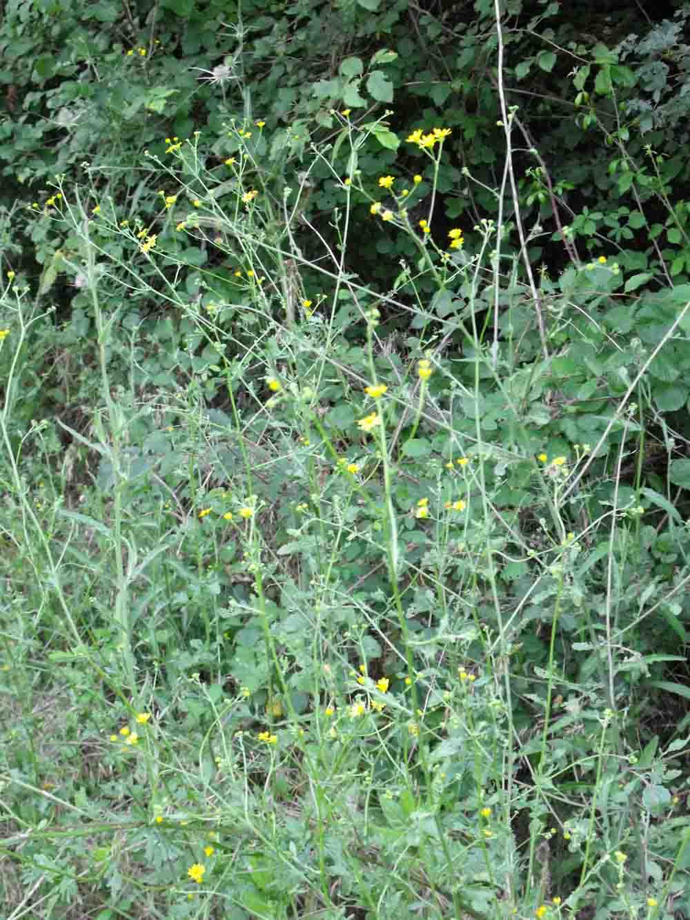 Asteracea ignota.- Senecio erraticus?
